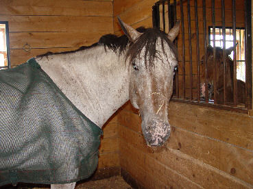 Winter and her buddy Indy looking at each other